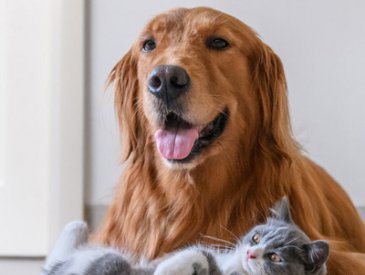 Reiki para Animais