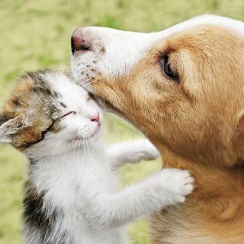 Mesa Radinica - Animais