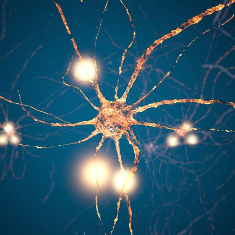 Desprogramao Neurobiolgica